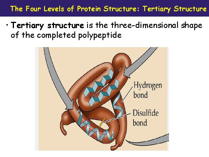 The Four Levels of Protein Structure: Tertiary Structure • Tertiary structure is the three-dimensional