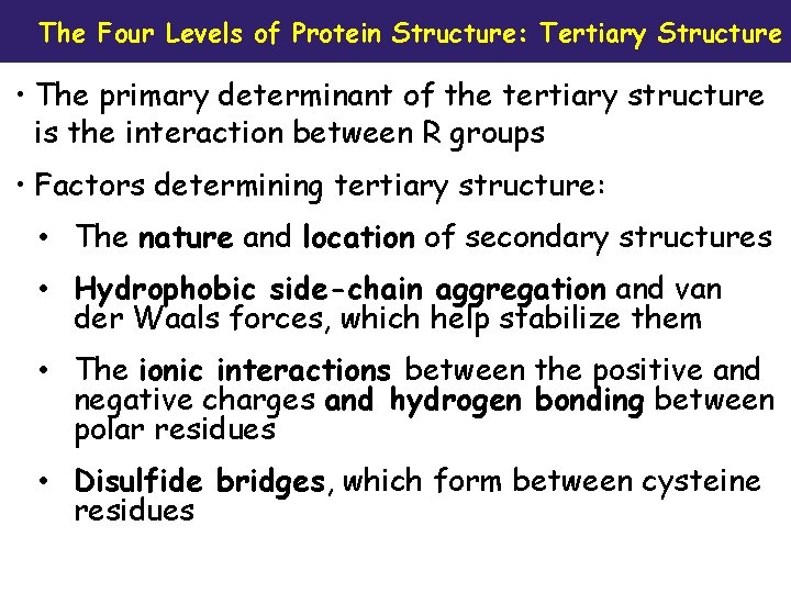 The Four Levels of Protein Structure: Tertiary Structure • The primary determinant of the