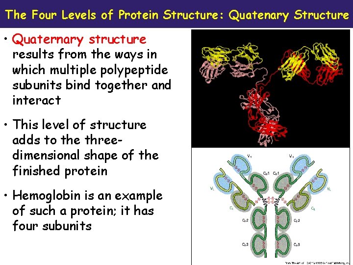 The Four Levels of Protein Structure: Quatenary Structure • Quaternary structure results from the