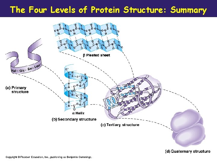 The Four Levels of Protein Structure: Summary 