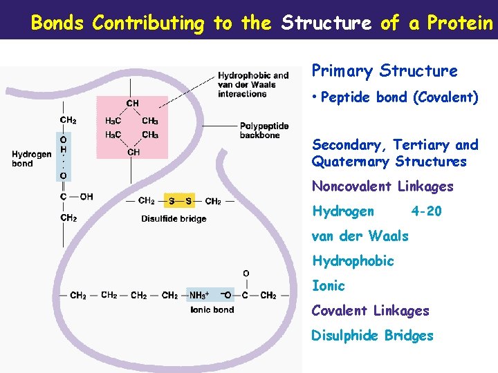 Bonds Contributing to the Structure of a Protein Primary Structure • Peptide bond (Covalent)