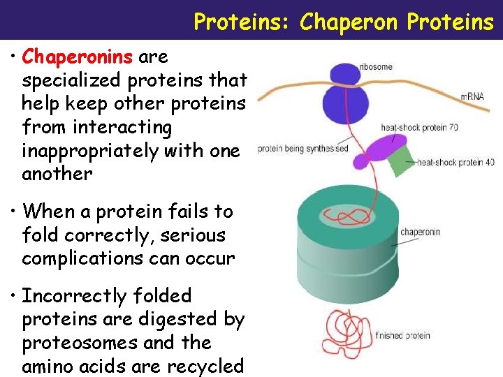 Proteins: Chaperon Proteins • Chaperonins are specialized proteins that help keep other proteins from