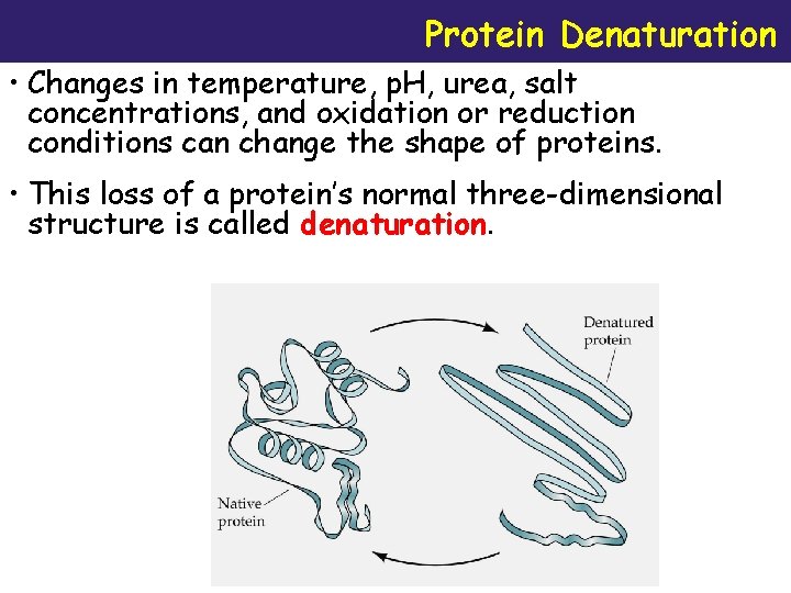 Protein Denaturation • Changes in temperature, p. H, urea, salt concentrations, and oxidation or