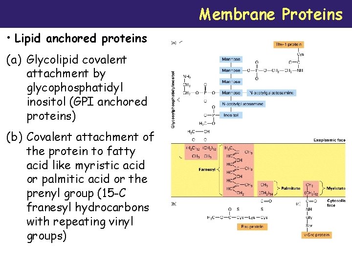 Membrane Proteins • Lipid anchored proteins (a) Glycolipid covalent attachment by glycophosphatidyl inositol (GPI