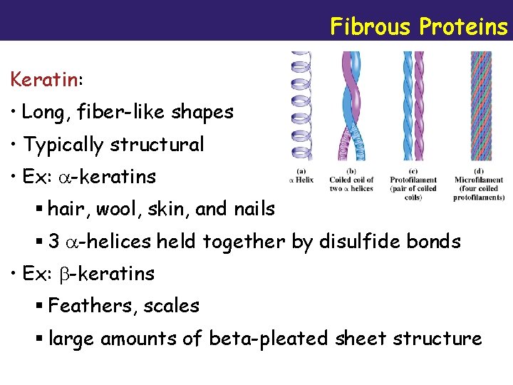 Fibrous Proteins Keratin: • Long, fiber-like shapes • Typically structural • Ex: -keratins §