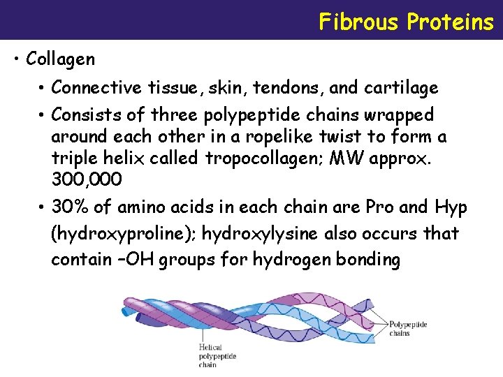 Fibrous Proteins • Collagen • Connective tissue, skin, tendons, and cartilage • Consists of