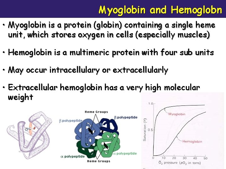 Myoglobin and Hemoglobn • Myoglobin is a protein (globin) containing a single heme unit,