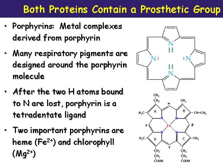 Both Proteins Contain a Prosthetic Group • Porphyrins: Metal complexes derived from porphyrin •