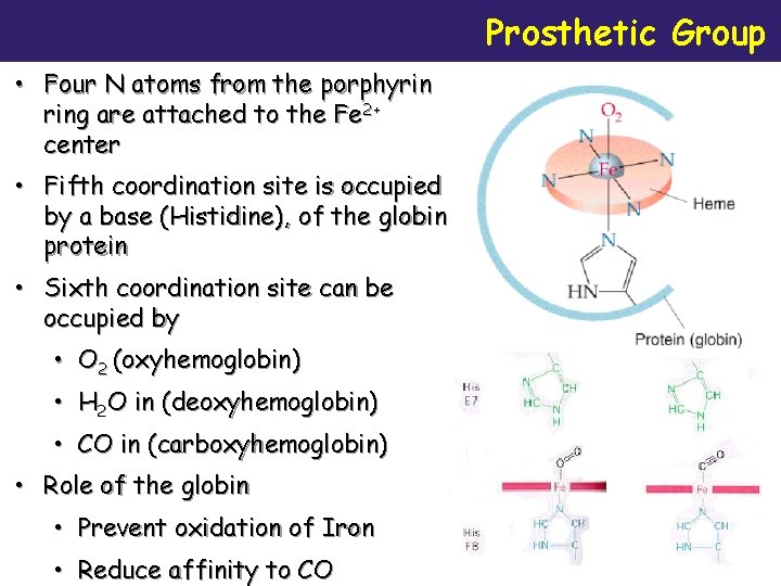 Prosthetic Group • Four N atoms from the porphyrin ring are attached to the