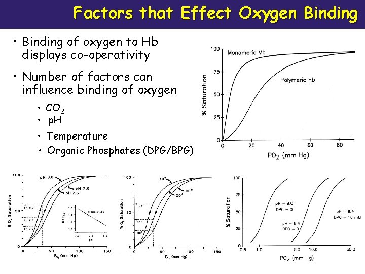 Factors that Effect Oxygen Binding • Binding of oxygen to Hb displays co-operativity •