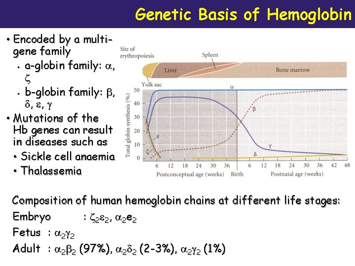 Genetic Basis of Hemoglobin • Encoded by a multigene family § a-globin family: ,