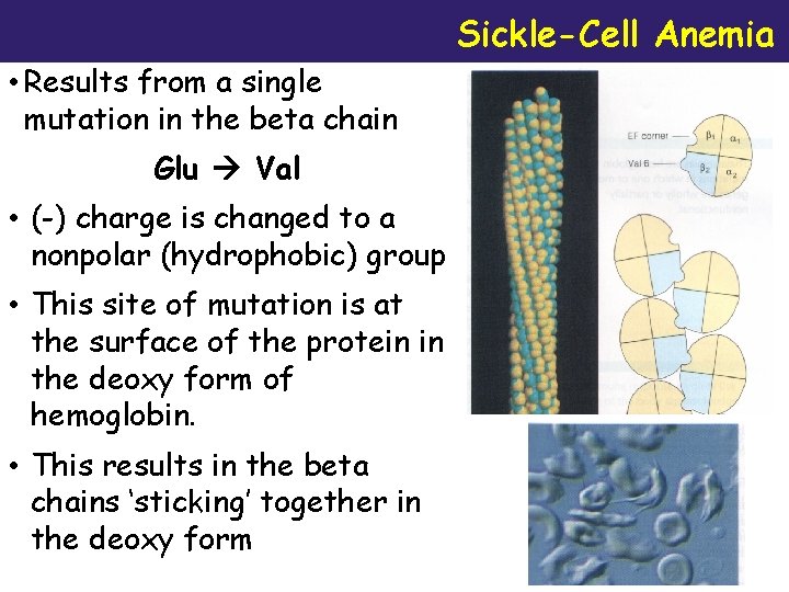Sickle-Cell Anemia • Results from a single mutation in the beta chain Glu Val