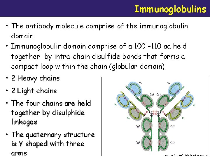 Immunoglobulins • The antibody molecule comprise of the immunoglobulin domain • Immunoglobulin domain comprise