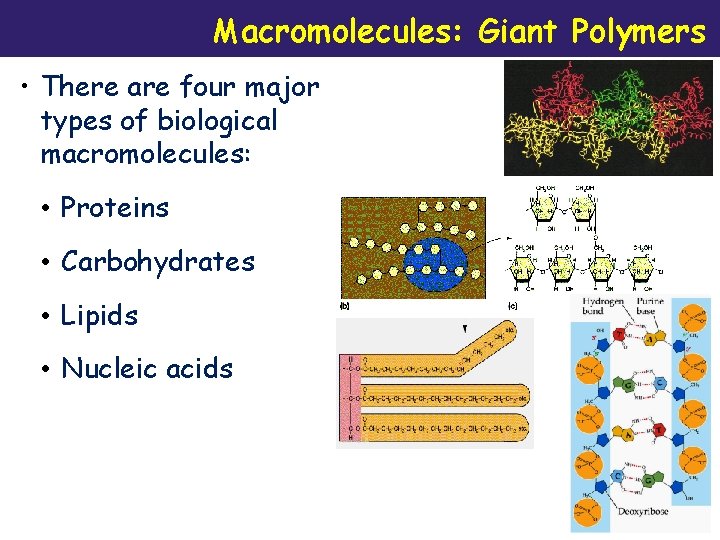 Macromolecules: Giant Polymers • There are four major types of biological macromolecules: • Proteins