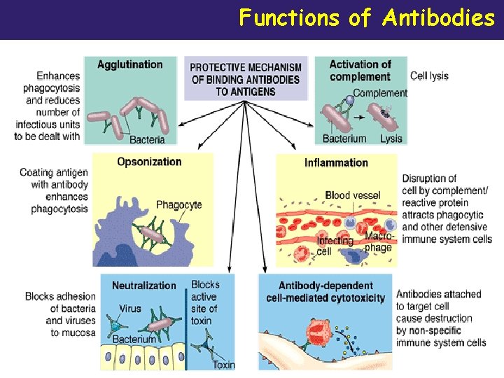 Functions of Antibodies 