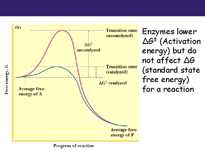 Enzymes lower ∆G‡ (Activation energy) but do not affect ∆G (standard state free energy)