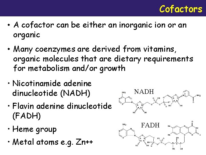 Cofactors • A cofactor can be either an inorganic ion or an organic molecule,