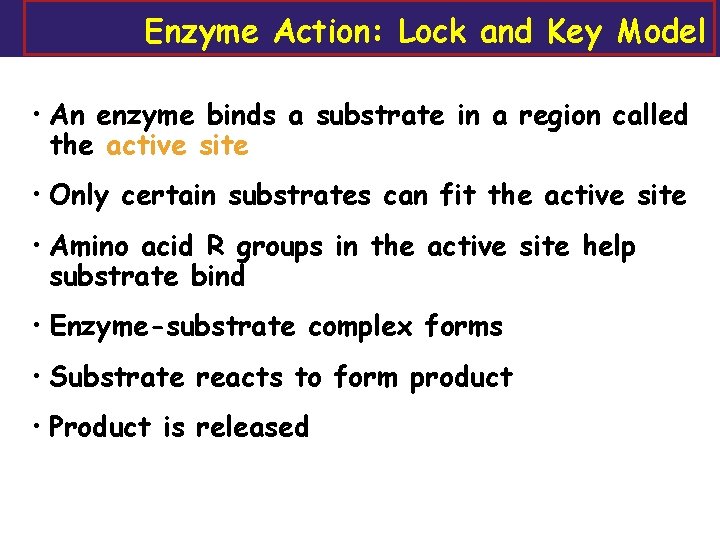 Enzyme Action: Lock and Key Model • An enzyme binds a substrate in a