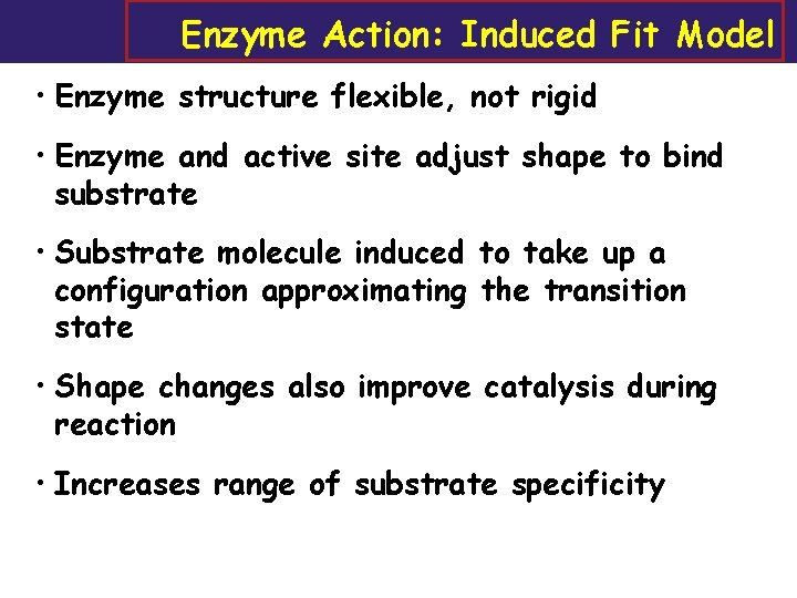 Enzyme Action: Induced Fit Model • Enzyme structure flexible, not rigid • Enzyme and