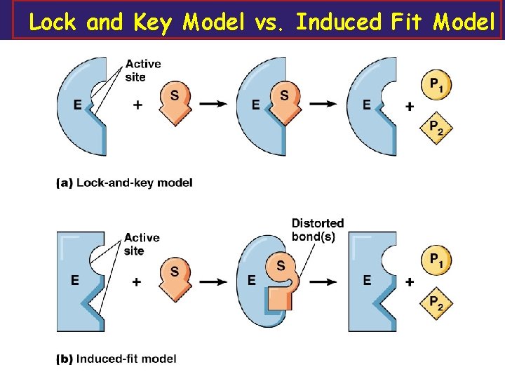 Lock and Key Model vs. Induced Fit Model E + S ES complex E