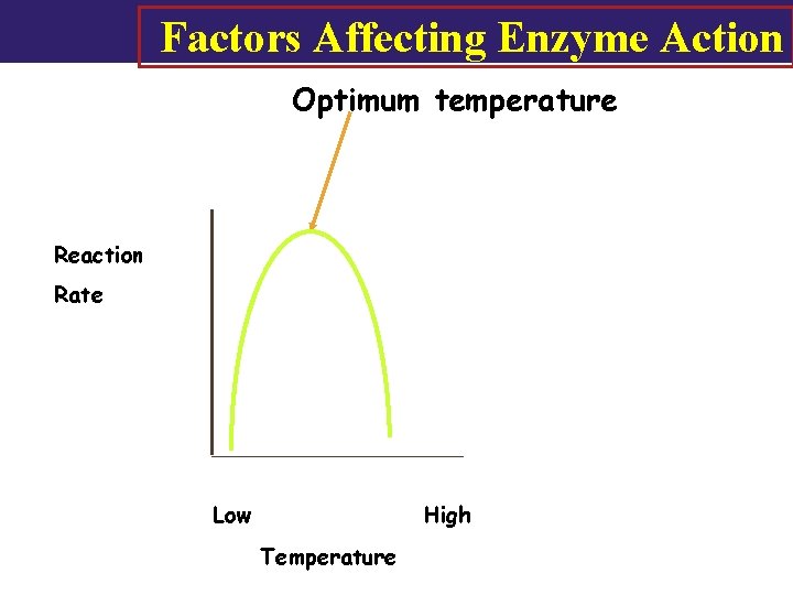 Factors Affecting Enzyme Action Optimum temperature Reaction Rate Low High Temperature 71 