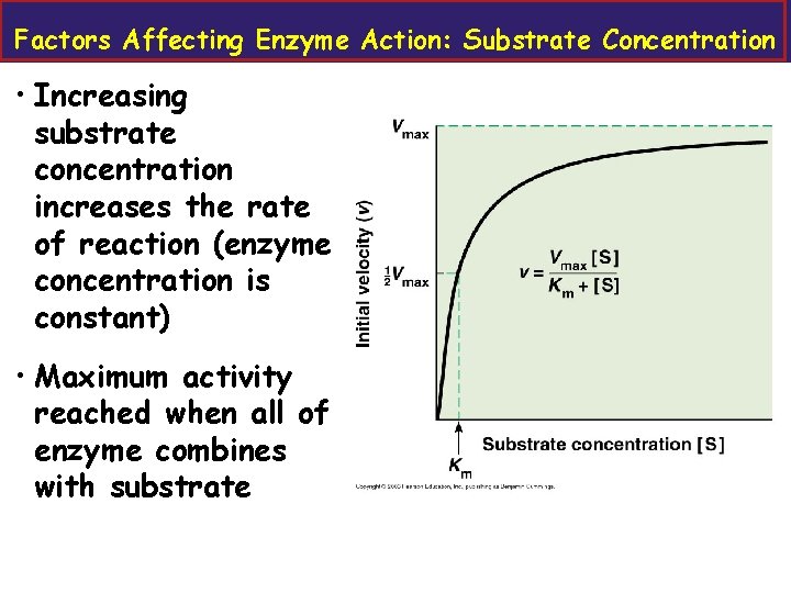 Factors Affecting Enzyme Action: Substrate Concentration • Increasing substrate concentration increases the rate of