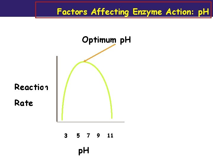 Factors Affecting Enzyme Action: p. H Optimum p. H Reaction Rate 3 5 7