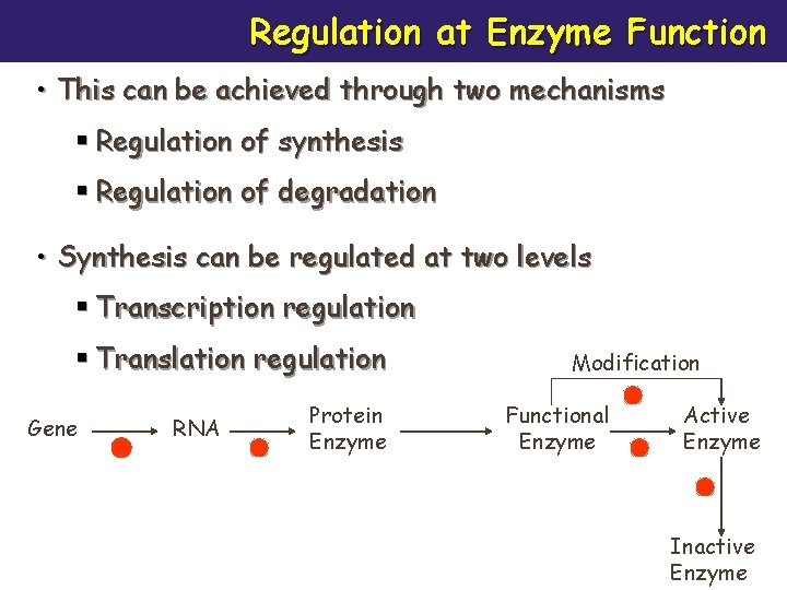 Regulation at Enzyme Function • This can be achieved through two mechanisms § Regulation