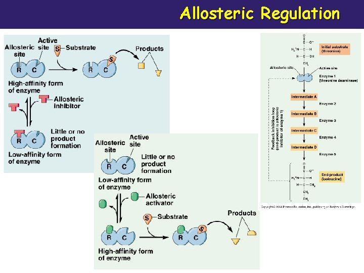 Allosteric Regulation 