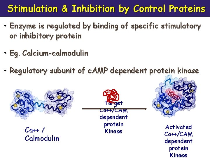 Stimulation & Inhibition by Control Proteins • Enzyme is regulated by binding of specific