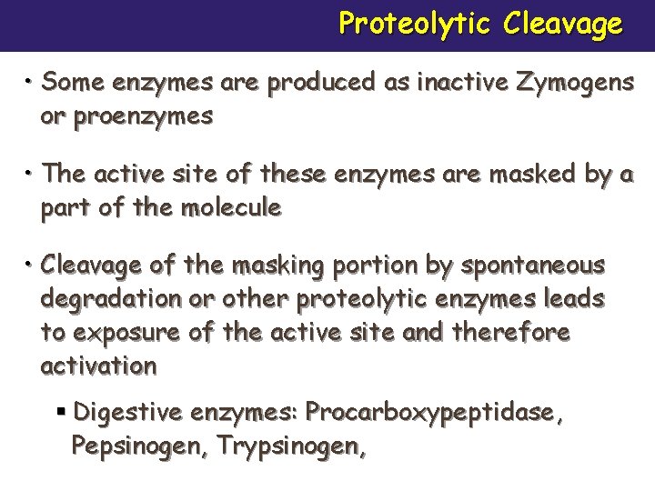 Proteolytic Cleavage • Some enzymes are produced as inactive Zymogens or proenzymes • The