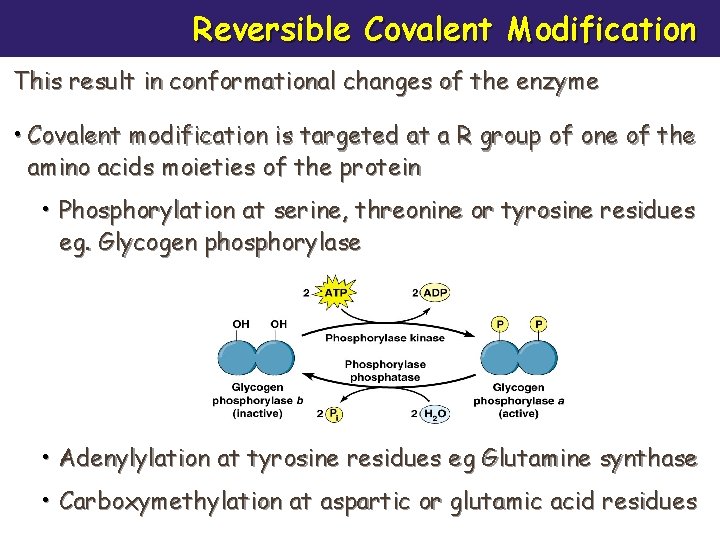 Reversible Covalent Modification This result in conformational changes of the enzyme • Covalent modification