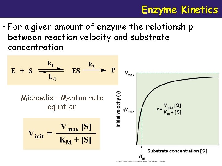 Enzyme Kinetics • For a given amount of enzyme the relationship between reaction velocity