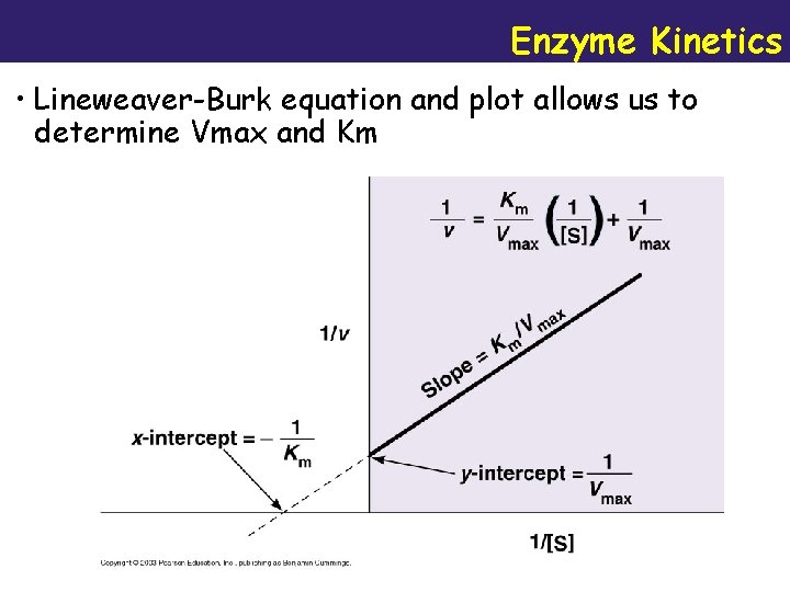 Enzyme Kinetics • Lineweaver-Burk equation and plot allows us to determine Vmax and Km