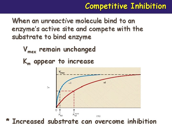 Competitive Inhibition When an unreactive molecule bind to an enzyme’s active site and compete