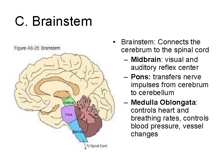 C. Brainstem • Brainstem: Connects the cerebrum to the spinal cord – Midbrain: visual