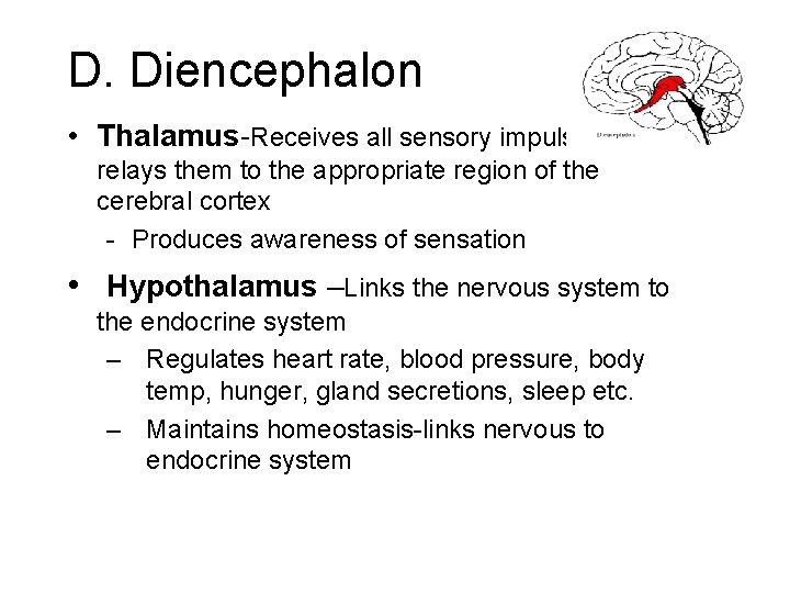 D. Diencephalon • Thalamus-Receives all sensory impulses and relays them to the appropriate region