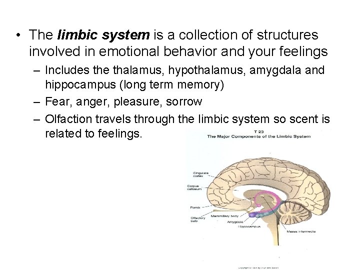  • The limbic system is a collection of structures involved in emotional behavior