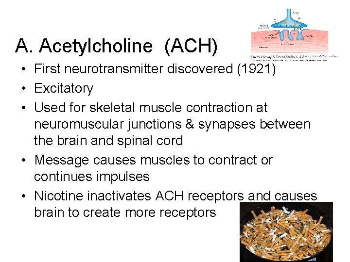 A. Acetylcholine (ACH) • First neurotransmitter discovered (1921) • Excitatory • Used for skeletal