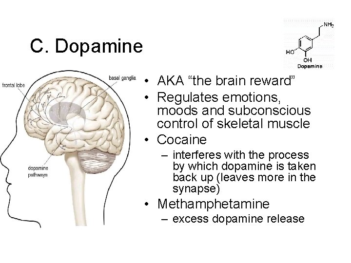 C. Dopamine • AKA “the brain reward” • Regulates emotions, moods and subconscious control