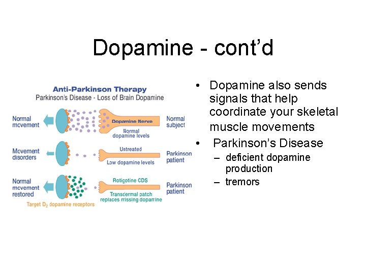 Dopamine - cont’d • Dopamine also sends signals that help coordinate your skeletal muscle