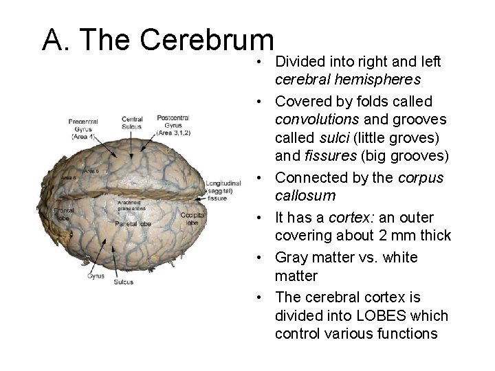 A. The Cerebrum • Divided into right and left cerebral hemispheres • Covered by