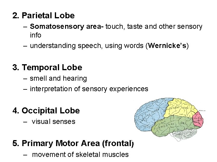 2. Parietal Lobe – Somatosensory area- touch, taste and other sensory info – understanding