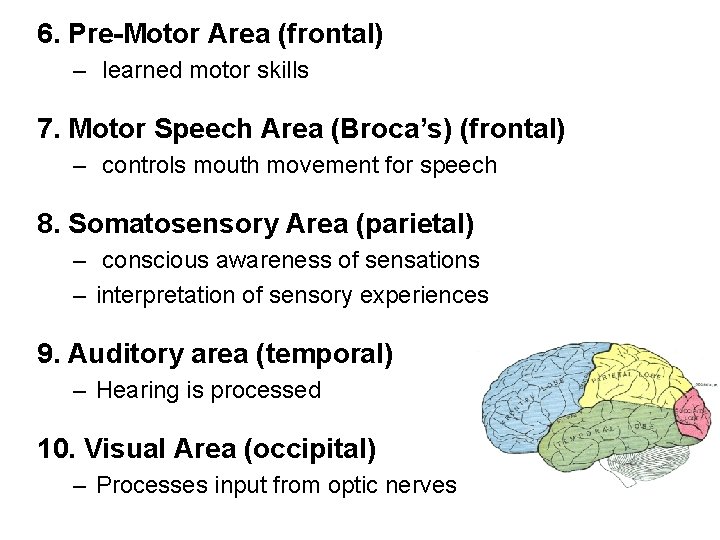 6. Pre-Motor Area (frontal) – learned motor skills 7. Motor Speech Area (Broca’s) (frontal)