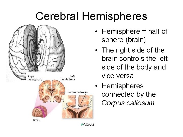Cerebral Hemispheres • Hemisphere = half of sphere (brain) • The right side of