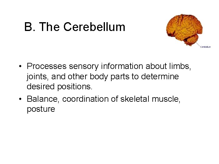 B. The Cerebellum • Processes sensory information about limbs, joints, and other body parts