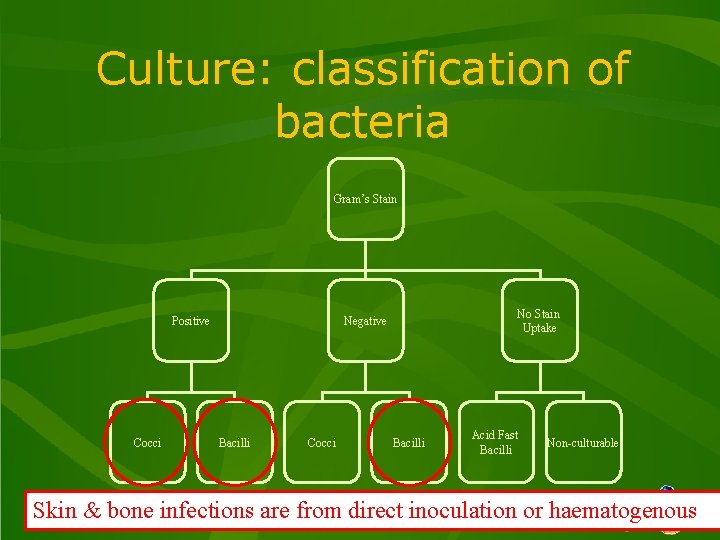 Culture: classification of bacteria Gram’s Stain Positive Cocci No Stain Uptake Negative Bacilli Cocci