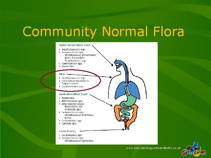 Community Normal Flora www. microbiologynutsandbolts. co. uk 