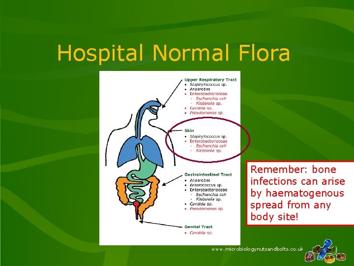 Hospital Normal Flora Remember: bone infections can arise by haematogenous spread from any body