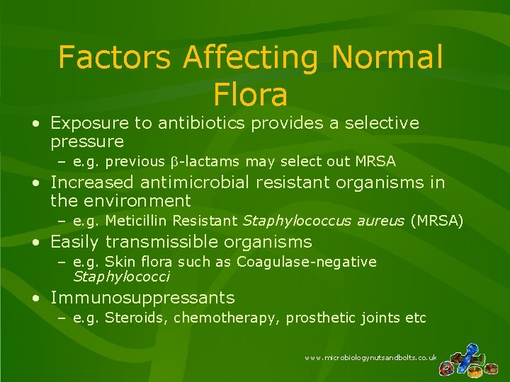 Factors Affecting Normal Flora • Exposure to antibiotics provides a selective pressure – e.